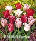 BALDUR-Garten: Tulpe ´Bolrey Giske´