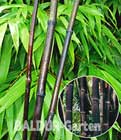 Schwarzer Bambus �Black Bamboo�