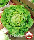 Kopfsalat ´Maikönig´