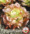 Kopfsalat ´Roxy´