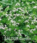 Waldmeister mehrj�hrig
