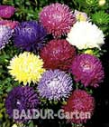 BALDUR-Garten: Päonien-Aster