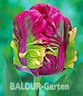 BALDUR-Garten: Tulpe ´RaiŽ´