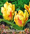 BALDUR-Garten: Tulpe ´Zampa Parrot´