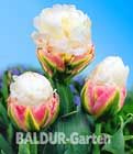 BALDUR-Garten: Tulpe ´Ice CreamŽ´