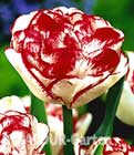 BALDUR-Garten: Tulpe ´Lady Montgomery´