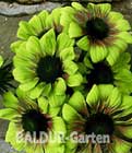 BALDUR-Garten: Echinacea ´Green EnvyŽ´