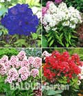 Duft-Phlox-Kollektion