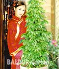 Chinesisches Heilkraut �Jiaogulan� im Onlineshop
