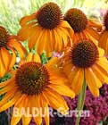 BALDUR-Garten: Sonnenhut ´Tiki Torch´