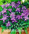 BALDUR-Garten: Zwerg-Iris ´Cristata´