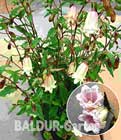 BALDUR-Garten: Campanula ´Milkyway´