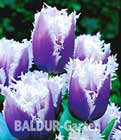 BALDUR-Garten: Tulpe ´Blue Cummins´