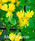 Kapuziner-Vogelblume