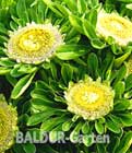 BALDUR-Garten: Aster ´Hulk´