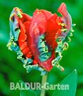 BALDUR-Garten: Papageien-Tulpe ´Rococo´
