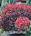 Photinia �Red Robin�