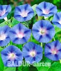 Ipomoea ´Blue Star´