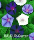 Ipomoea-Mix ´Morning Glory´