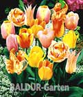 Tulpen-Mix ´Orange Blend´