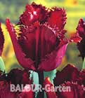BALDUR-Garten: Crispa-Tulpe ´Black Jewel´
