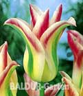 BALDUR-Garten: Lilien-Tulpe ´Florosa´