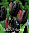 BALDUR-Garten: Tulpe ´Königin der Nacht´
