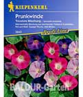 Prunkwinde ´Tricolor Mischung´