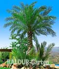 Chilenische Honig-Palme