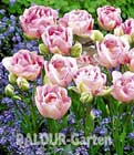 BALDUR-Garten: Gefüllte Tulpe ´Angelique´