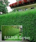 Leyland-Zypressen-Hecke