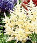 BALDUR-Garten: Astilbe ´Brautschleier´