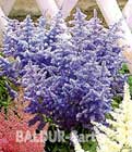 BALDUR-Garten: Astilbe ´Purpur´