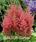 BALDUR-Garten: Astilbe ´Rosa Elfe´