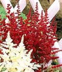 BALDUR-Garten: Astilbe ´Rote Glut´