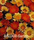 BALDUR-Garten: Calendula ´Citrus Cocktail´
