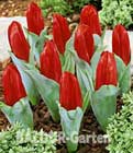 BALDUR-Garten: Rote Mini-Tulpe ´Ei im Nest´