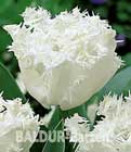 BALDUR-Garten: Tulpe ´Estafette´