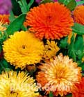 Ringelblume �Calendula� Mix