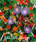 Balkonschmuck ´Rankende Mischung´