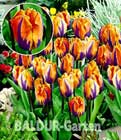 BALDUR-Garten: Tulpe ´Prinzess Irene´