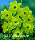 BALDUR-Garten: Narzisse ´St. Patricks Day´