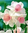 BALDUR-Garten: Mini-Narzisse ´Waterperry´