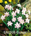 BALDUR-Garten: Mini-Narzisse ´Rosa Charme´