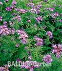 Gr�nd�nger �Phacelia�
