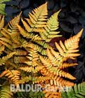 Schmuck-Farn ´Golden Brilliant´