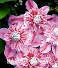 BALDUR-Garten: Clematis ´Josephine TM´
