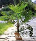 Chinesische Hanfpalme