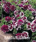 BALDUR-Garten: Hänge-Petunie ´Purple Pirouette´ F1