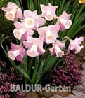 BALDUR-Garten: Narzisse ´Rosa TrompeteŽ´